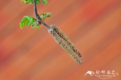 扭枝欧榛Corylus avellana ‘Contorta’