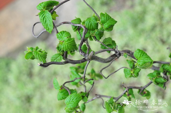 扭枝欧榛Corylus avellana ‘Contorta’