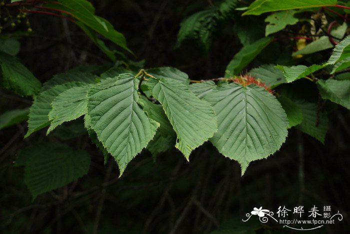 刺榛Corylus ferox