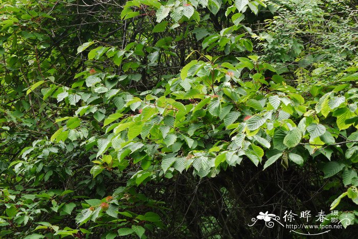 刺榛Corylus ferox