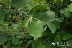 华榛Corylus chinensis