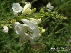 白花两头毛Incarvillea arguta f. alba