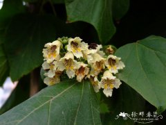 梓树Catalpa ovata