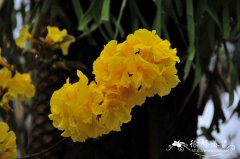 黄花风铃木Tabebuia chrysantha