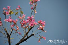 紫绣球Tabebuia rosea