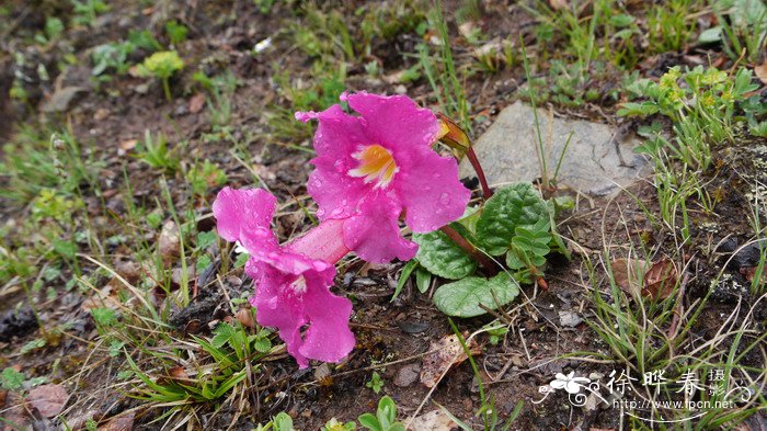 单叶波罗花Incarvillea forrestii