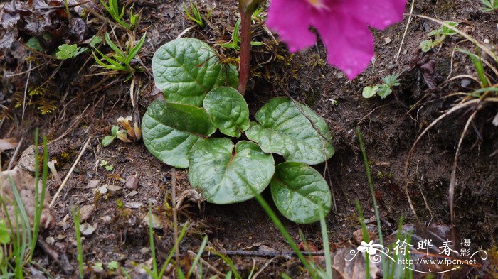 单叶波罗花Incarvillea forrestii