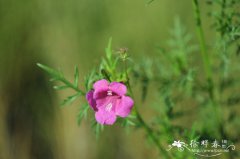 角蒿Incarvillea sinensis