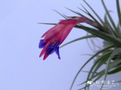 ‘紫花迷你’铁兰Tillandsia aeranthos 'Mini purple'