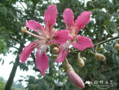 美丽异木棉Ceiba speciosa