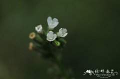 好望角牛舌草Anchusa capensis