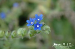 药用牛舌草Anchusa officinalis