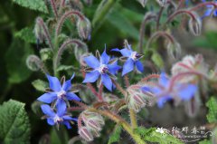 琉璃苣Borago officinalis