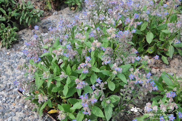 琉璃苣Borago officinalis