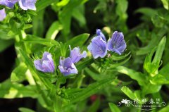 ǰҶEchium plantagineum