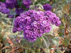 香水草Heliotropium arborescens