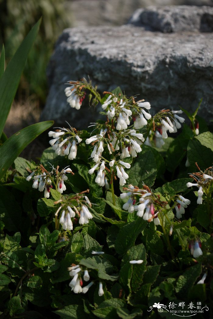 聚合草Symphytum officinale