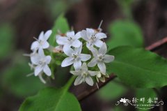 浙赣车前紫草Sinojohnstonia chekiangensis