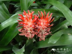 水塔花凤梨Billbergia pyramidalis