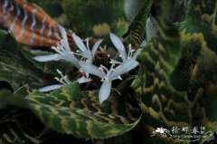 环带姬凤梨 Cryptanthus zonatus