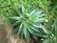 小雀舌兰Dyckia brevifolia