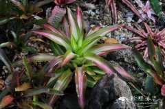 橙光彩叶凤梨Neoregelia ‘Orange Glow’