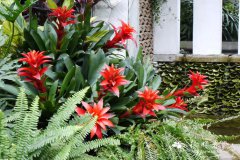 ǻGuzmania lingulata