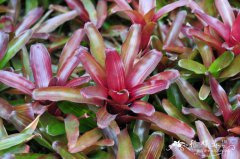 里约红彩叶凤梨Neoregelia 'Rrd Of Rio'