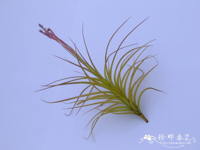 巨型铁兰Tillandsia aeranthos 'giant'