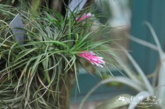 蓝花铁兰Tillandsia aeranthos