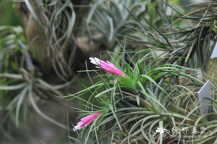 蓝花铁兰Tillandsia aeranthos