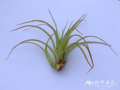 贝可利铁兰Tillandsia brachycaulos