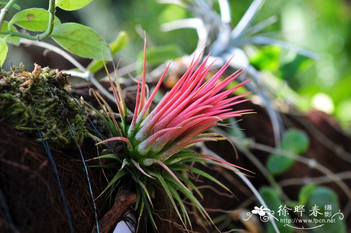 小精灵凤梨Tillandsia ionantha