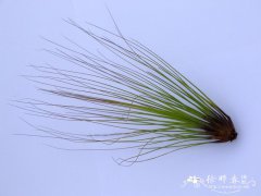 红绿大三色铁兰Tillandsia juncea 'Red-green'