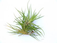  蒙大拿凤梨Tillandsia montana