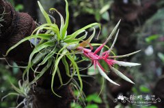 捻叶花凤梨Tillandsia streptophylla