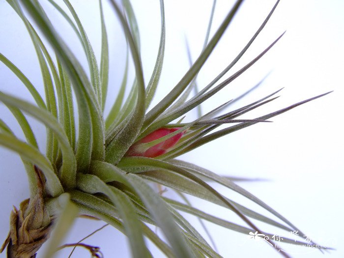 多国花凤梨Tillandsia stricta