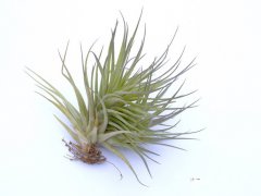 粉叶多国花铁兰Tillandsia stricta 'Pink bronze'