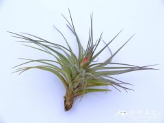 多国花凤梨Tillandsia stricta