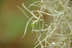 松萝凤梨Tillandsia_usneoides