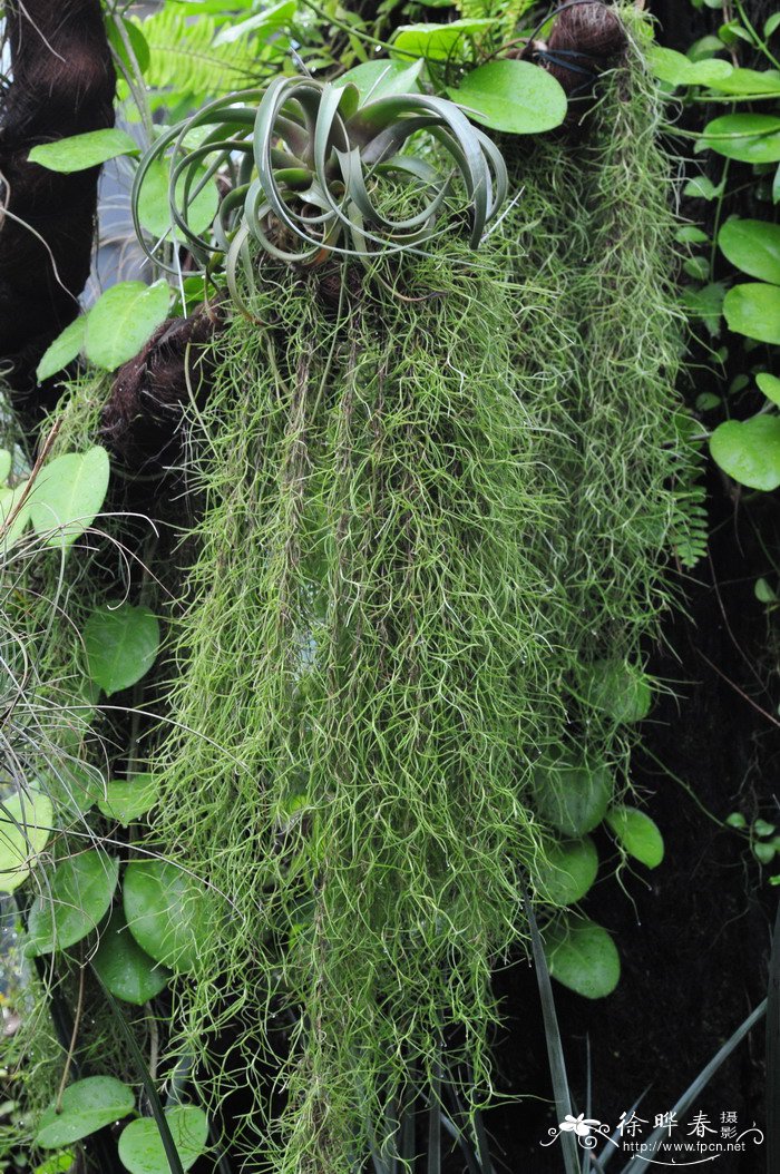 松萝凤梨Tillandsia_usneoides