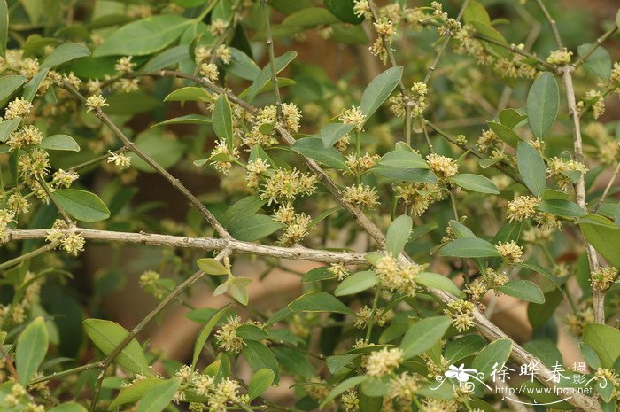 大叶黄杨Buxus megistophylla