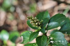 顶花板凳果Pachysandra terminalis