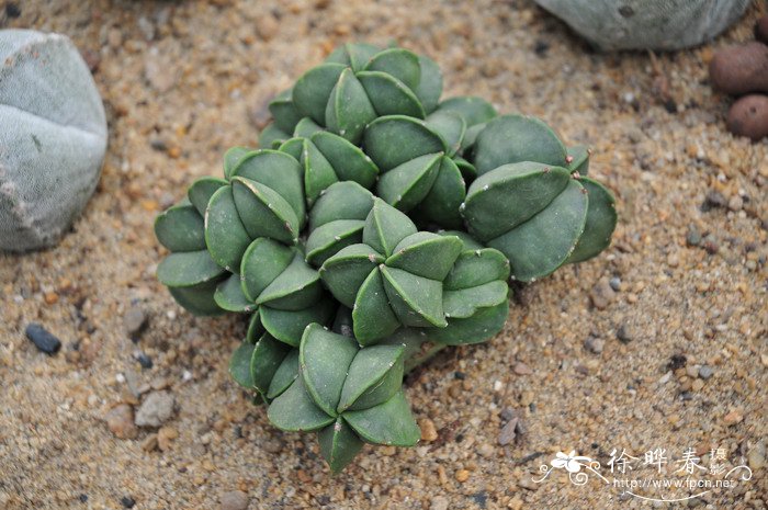 鸾凤玉Astrophytum myriostigma