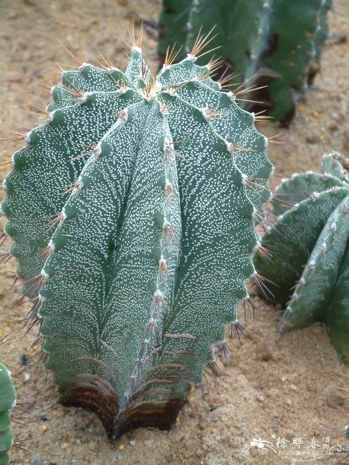 般若Astrophytum ornatum