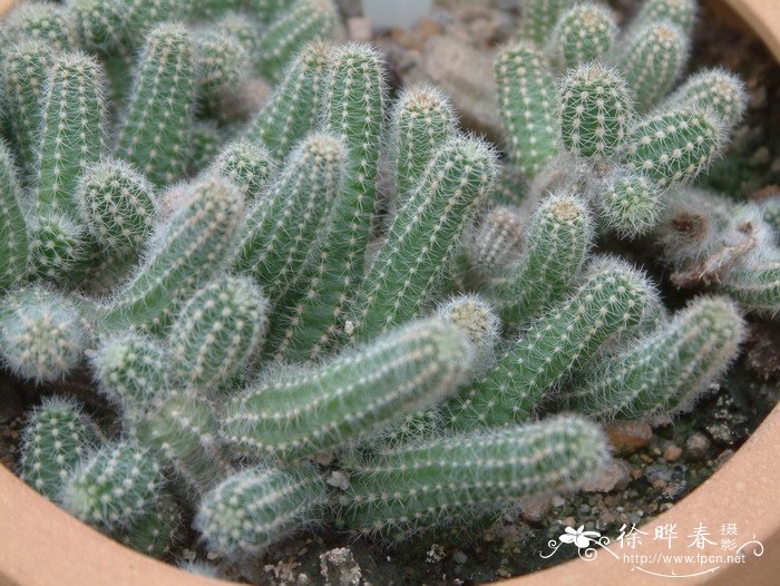 白檀Chamaecereus silvestrii