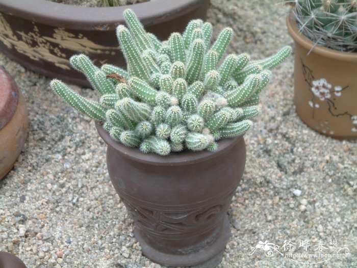 白檀Chamaecereus silvestrii