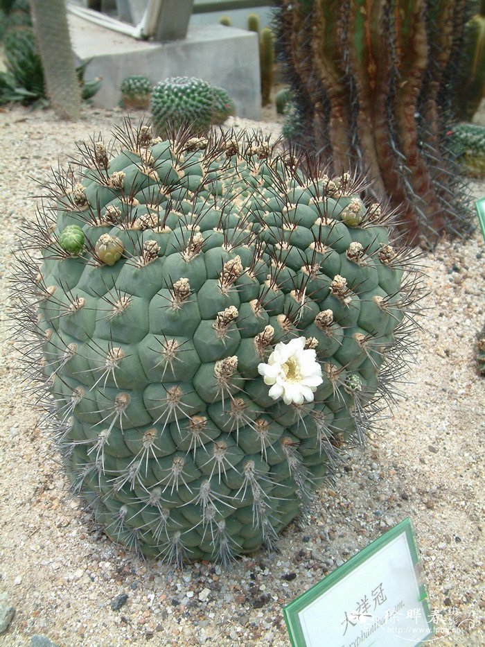 大祥冠Coryphantha poselgeriana