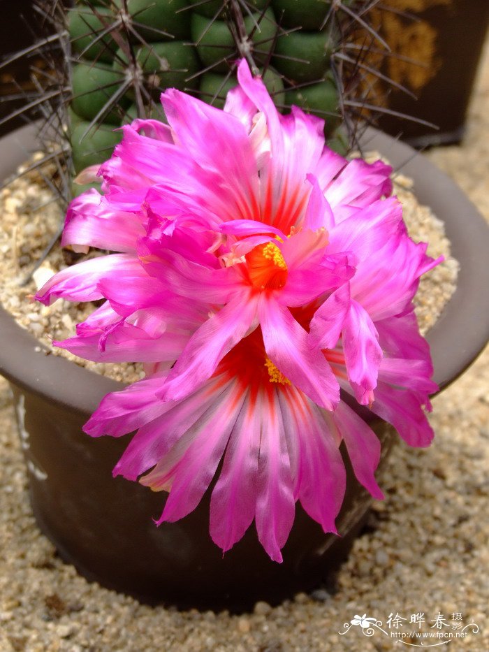 大统领Thelocactus bicolor