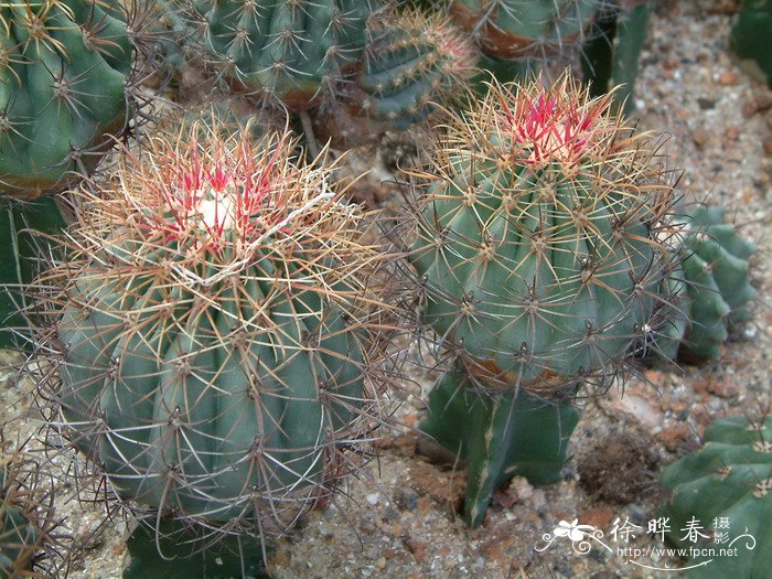 大统领Thelocactus bicolor